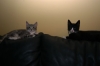 DSC_1681.JPG