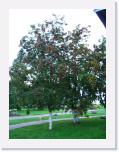 CIMG1706 * 576 x 768 * (63KB)