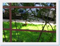 CIMG0427 * 3072 x 2304 * (4.67MB)